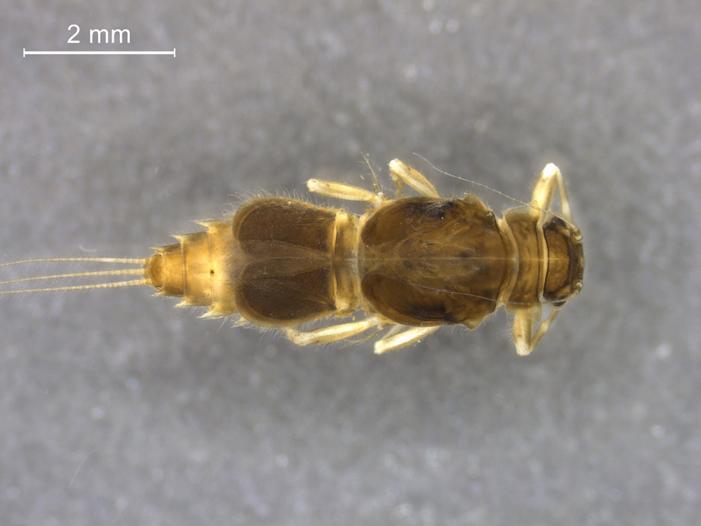 Caenis horaria